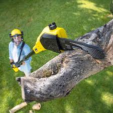 Best Palm Tree Trimming  in Lake Goodwin, WA