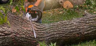 Lake Goodwin, WA Tree Care Company