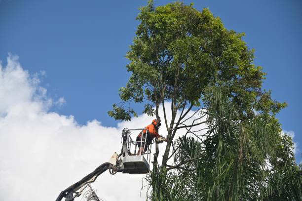 How Our Tree Care Process Works  in  Lake Goodwin, WA